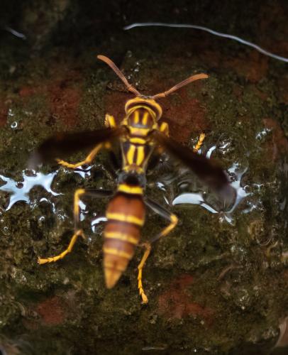 Polistes lineonotus